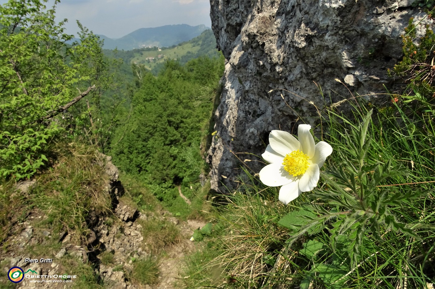 71 Pulsatilla alpina sul ripido sentiero di discesa..JPG